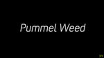 Kameo: Présentation de Pummel Weed - Galerie d'une vidéo
