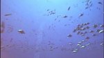 PS3 technical demos videos - Chameleon Fish