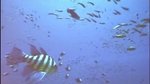 Les démos techniques PS3 en vidéo - Chameleon Fish