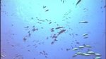 Les démos techniques PS3 en vidéo - Chameleon Fish