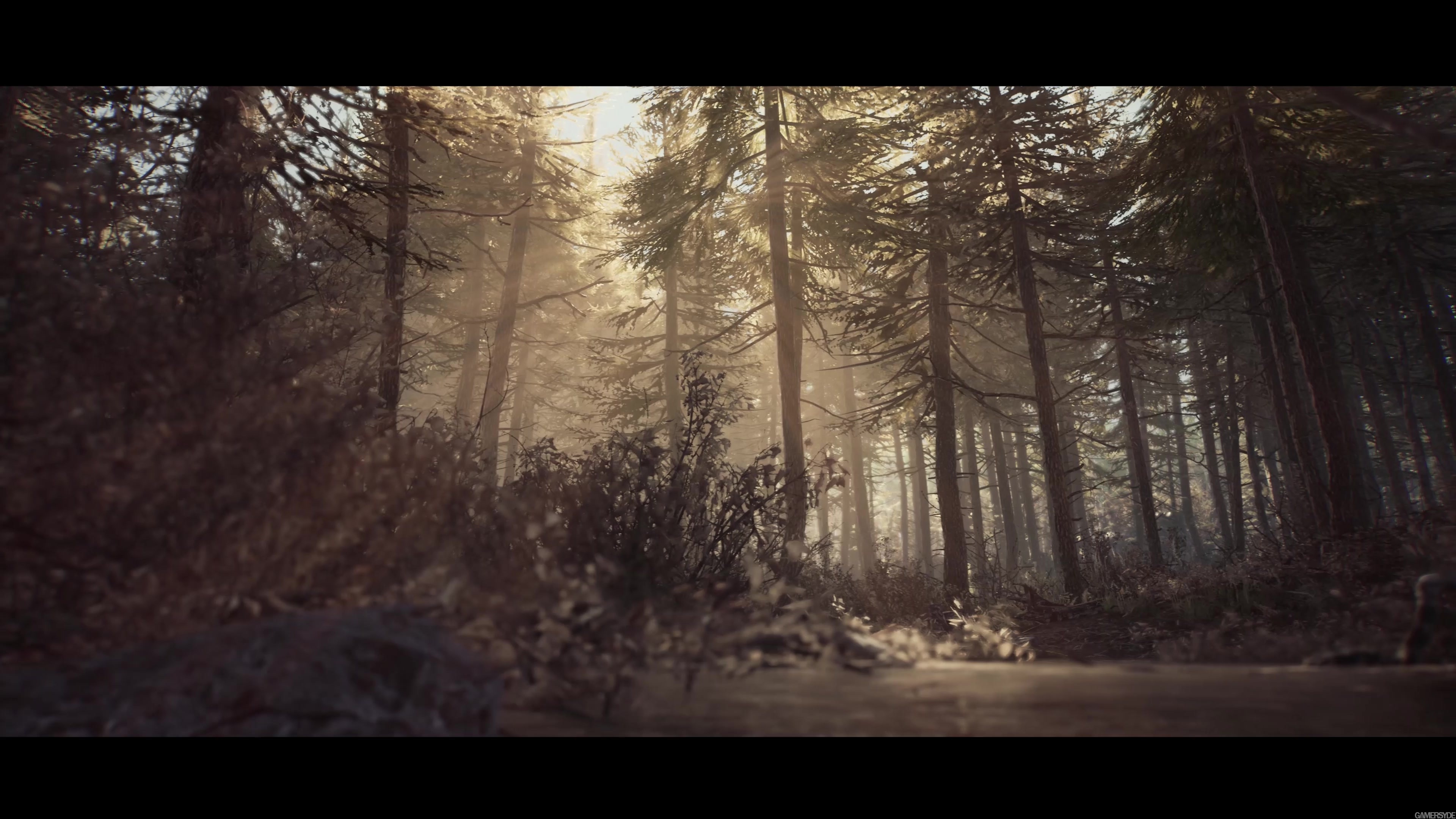 The Blair Witch Stream The Blair Witch Stream